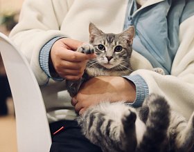 Что делать, если у кошки диарея