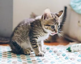 Почему у котенка текут слюни