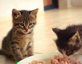 Можно ли кошке сырое мясо?